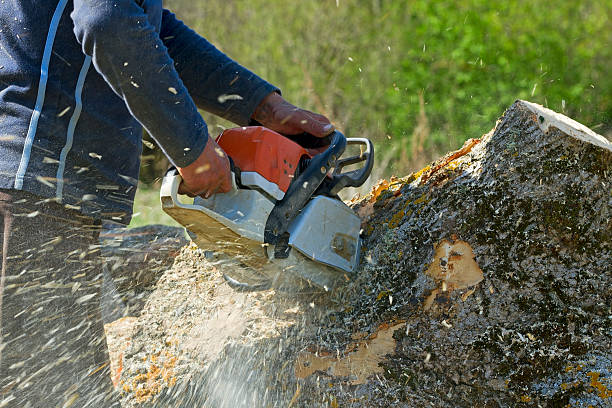  Buchanan Dam, TX Tree Service Pros